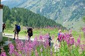 63 - tra i fiori rosa